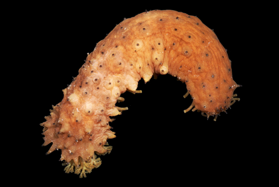  Holothuria difficilis (Sea Cucumber)